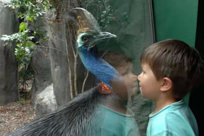 cassowary facts