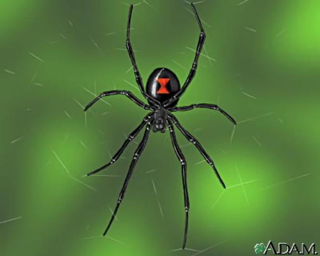 Black Widow Spider Facts Universe Magic