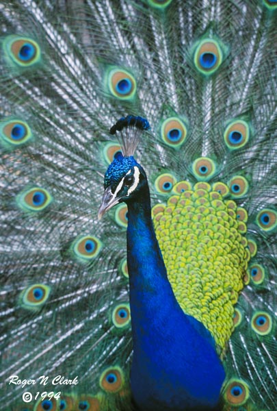 Images Peacocks