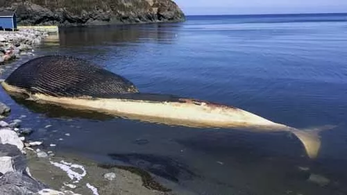 الحوت الازرق اكبر حيوان في العالم على الاطلاق
