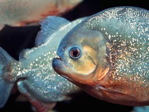 حقائق عن سمك البيرانا احد اشرس انواع الاسماك