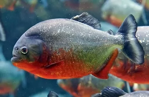 حقائق عن سمك البيرانا احد اشرس انواع الاسماك