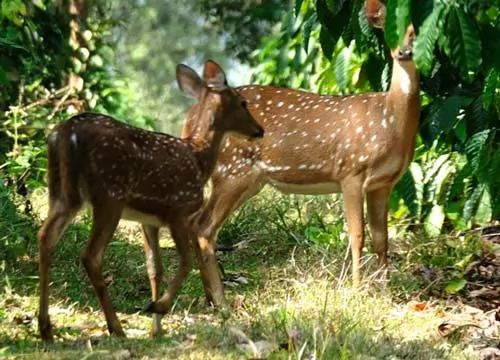 10 من اغرب الحيوانات في العالم بالصور