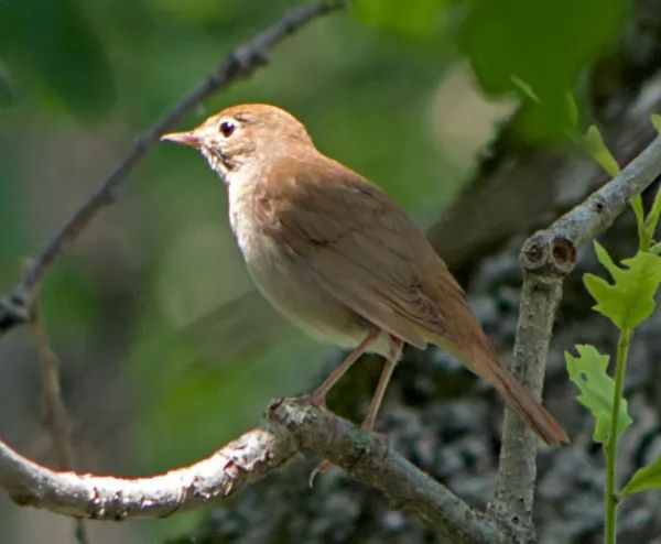 طائر العندليب من اجمل الطيور المغردة