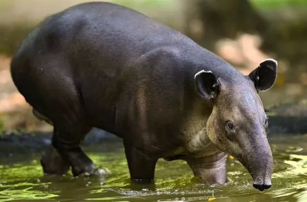 التابير البرازيلى : Tapir-facts_10384_1_1521826248