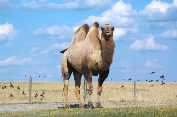 ما هي كمية الماء التي يستطيع أن يشربها الجمل ؟  Camel-facts_10656_1_1535143123