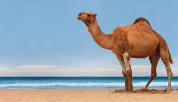 ما هي كمية الماء التي يستطيع أن يشربها الجمل ؟  Camel-facts_10656_3_1535143126