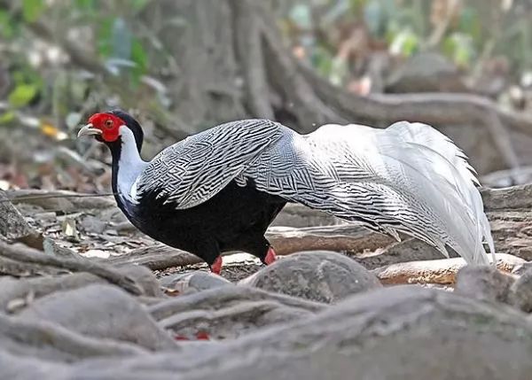 سجل حضورك بصورة طائر - صفحة 67 Birds-types_10760_2_1539655321