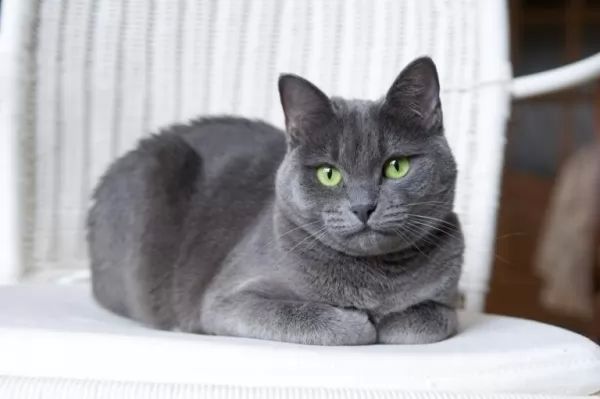 blue tabby cat breeds