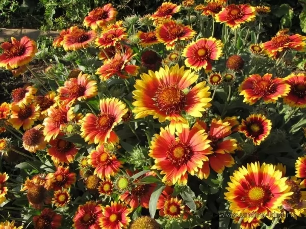 نبات الناعورة Blanket-flower-facts_11196_3_1561766433