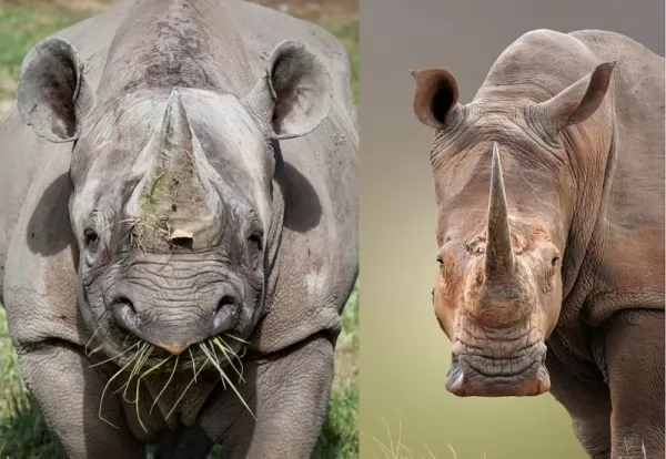 القرن Rhino Season