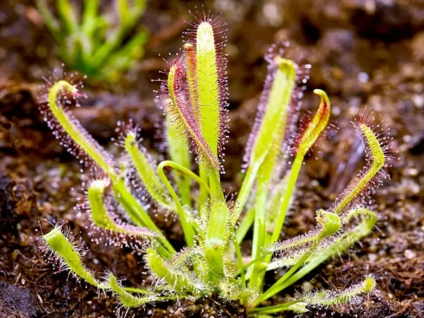 ندى الشمس البرتغالي : Carnivorous-plants_11286_5_1567211903