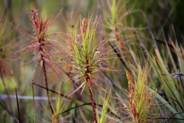 نبات روريدولا : Carnivorous-plants_11286_6_1567211904