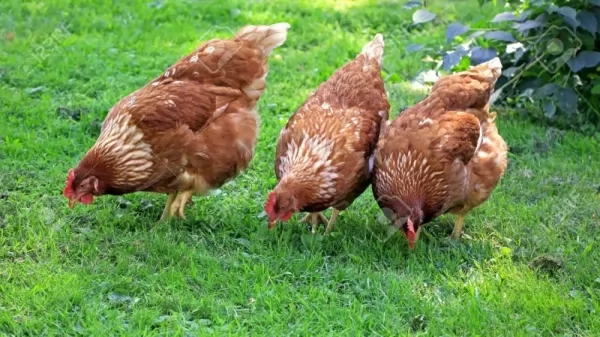 chickens-eat-insects_11437_1_1575044266