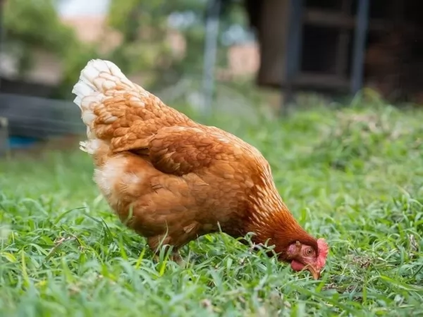 chickens-eat-insects_11437_3_1575044269