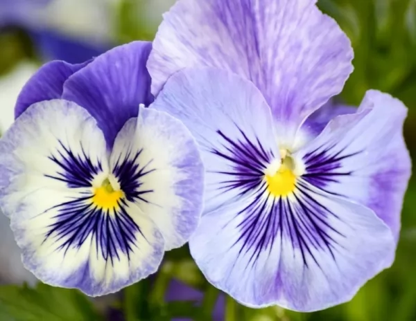 فوائد زهرة البنفسج Violet-flower-benefits_12047_3_1599857957