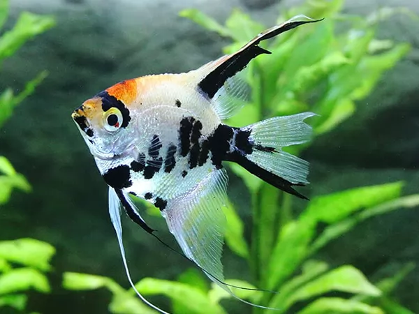 سمكه الملاك Angel Fish Types-angelfish_12221_3_1609274917