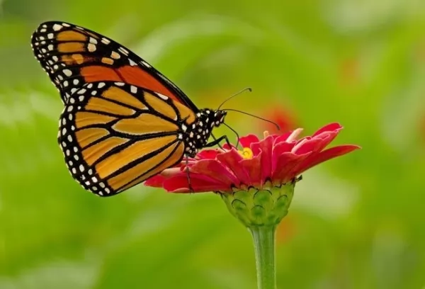  10 أشياء مفيدة بشكل لا يصدق تفعلها الفراشات  Useful-butterflies_12401_1_1619101732