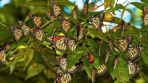  10 أشياء مفيدة بشكل لا يصدق تفعلها الفراشات  Useful-butterflies_12401_2_1619101733