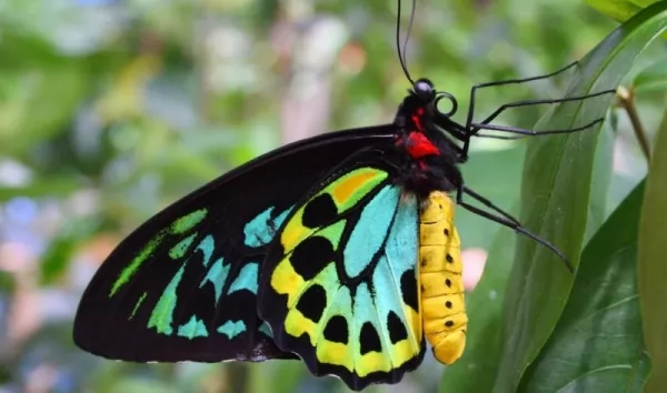  10 أشياء مفيدة بشكل لا يصدق تفعلها الفراشات  Useful-butterflies_12401_3_1619101734