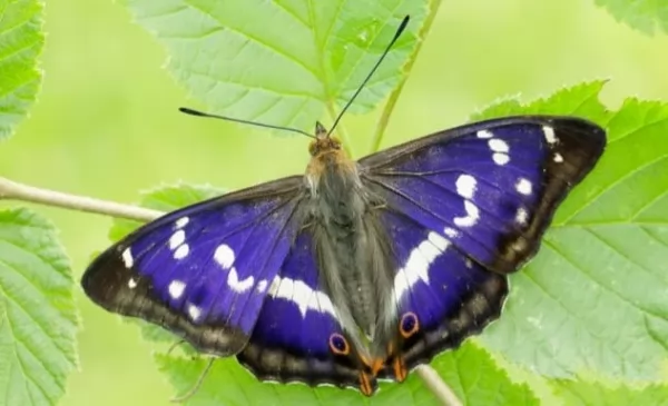  10 أشياء مفيدة بشكل لا يصدق تفعلها الفراشات  Useful-butterflies_12401_6_1619101737