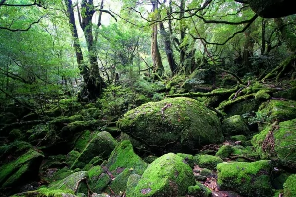  غابة ياكوشيما، اليابان من أقدم الغابات في العالم Oldest-forests_12588_1_1628169004