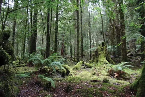  غابة تاركين، أستراليا من أقدم الغابات في العالم Oldest-forests_12588_1_1628169141