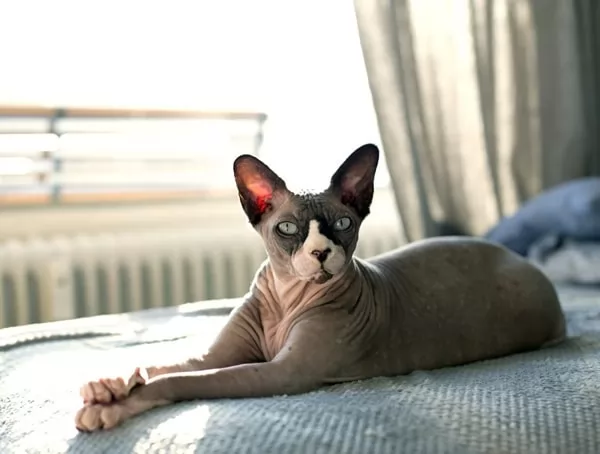   - Sphynx cat cats-types-with-pict