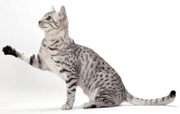    - Egyptian Mau cats-types-with-pict