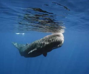 لديهم أكبر دماغ لأي مخلوق معروف أنه عاش على الأرض. تحتوي رؤوسهم أيضًا على كميات كبيرة من مادة تسمى سبيرماسيتي، اعتقد صائدو الحيتان ذات مرة أن السائل ...