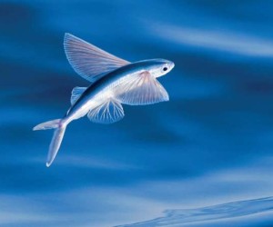 يمكن رؤية الأسماك الطائرة وهي تقفز من مياه المحيط الدافئة في جميع أنحاء العالم، يساعد شكلها الطوربيدي الانسيابي على جمع ما يكفي من السرعة تحت الماء ...