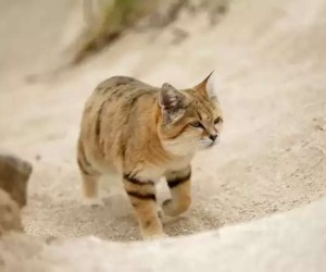 قط الرمال هو أحد أنواع القطط البرية التي تعيش في الصحراء، وأحد الحيوانات الثديية في عائلة السنوريات، ويتواجد في صحاري شمال أفريقيا، والشرق الأوسط، ...